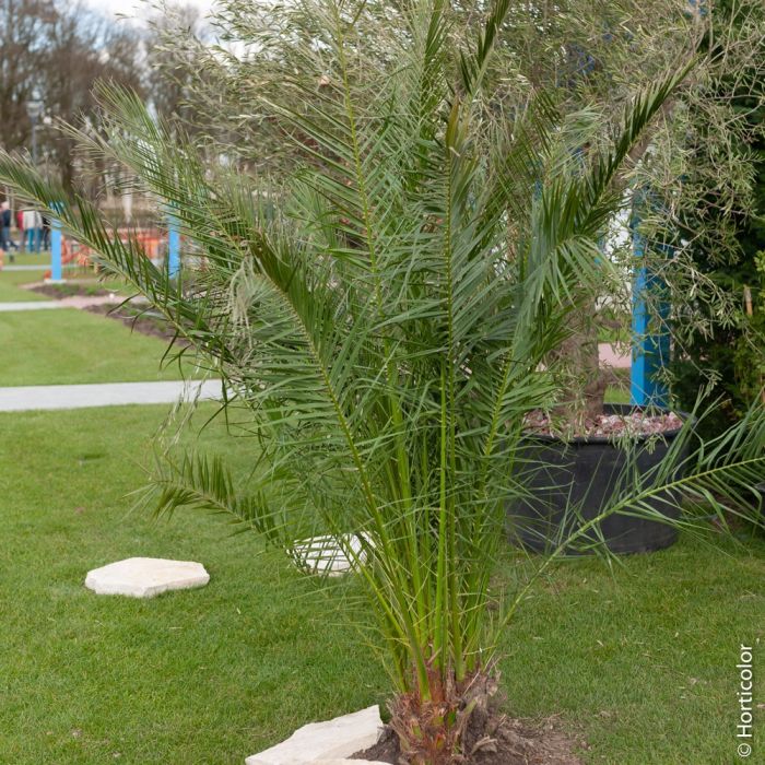 Palmier Phoenix canariensis ou palmier d’Hyères ou dattier des Canaries
