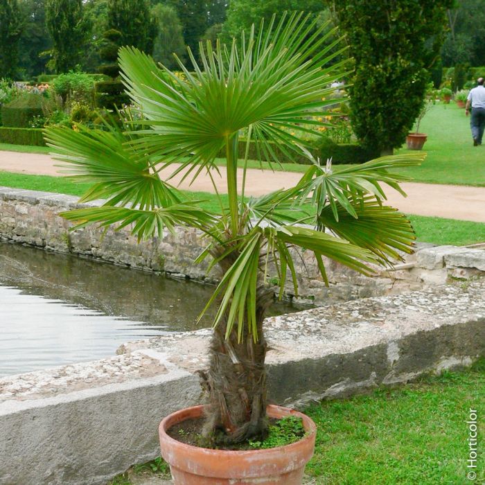Palmier Trachycarpus fortunei ou Trachycarpus excelsa