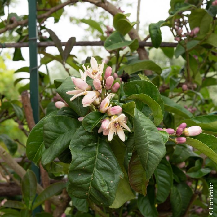 Cédratier Main de Bouddha ou citrus medica Digitata