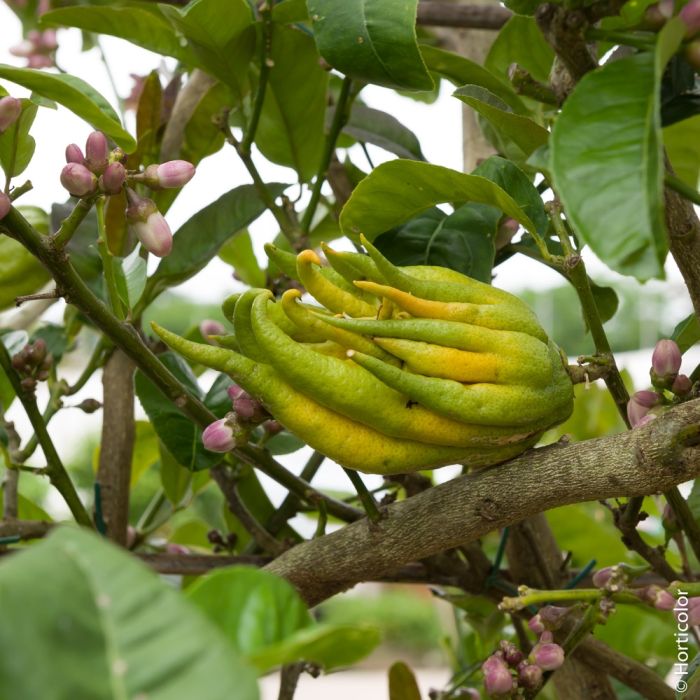 Cédratier Main de Bouddha ou citrus medica Digitata