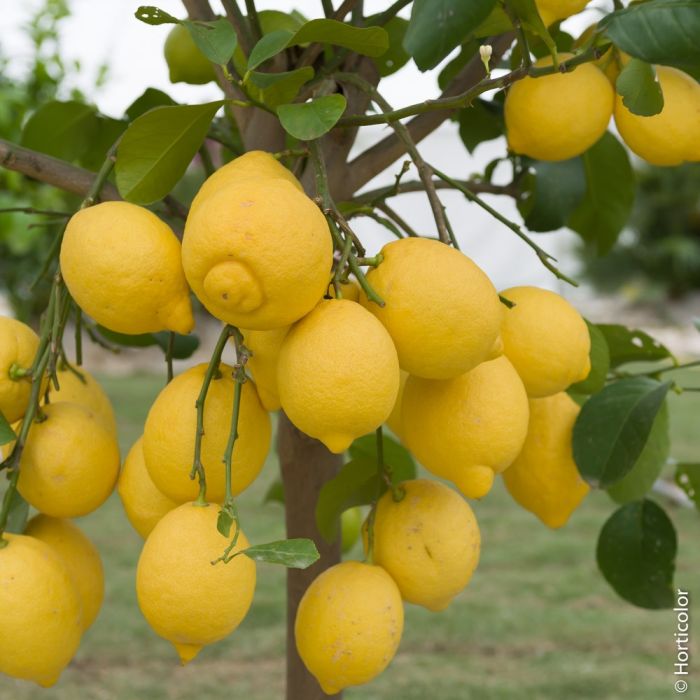 Citronnier des 4 saisons ou Citrus limon