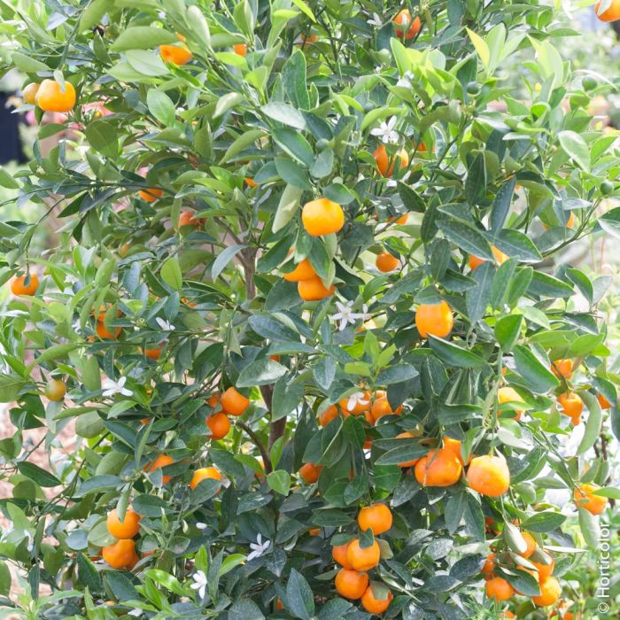 Calamondin, Citrus madurensis, Citrofortunella mitis 