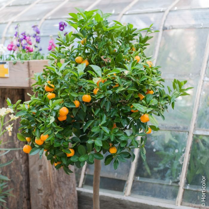 Calamondin, Citrus madurensis, Citrofortunella mitis 