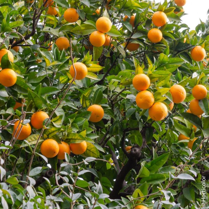 Oranger ou Citrus sinensis 