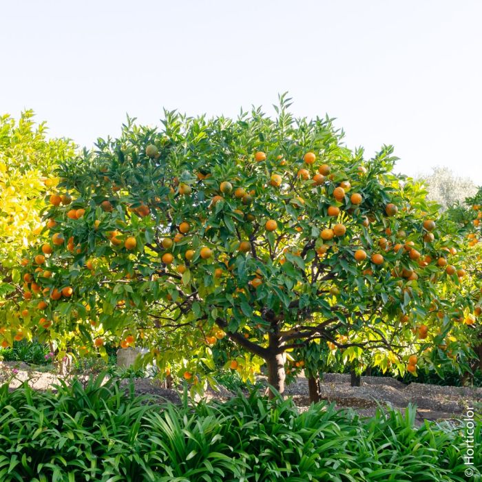 Oranger ou Citrus sinensis 