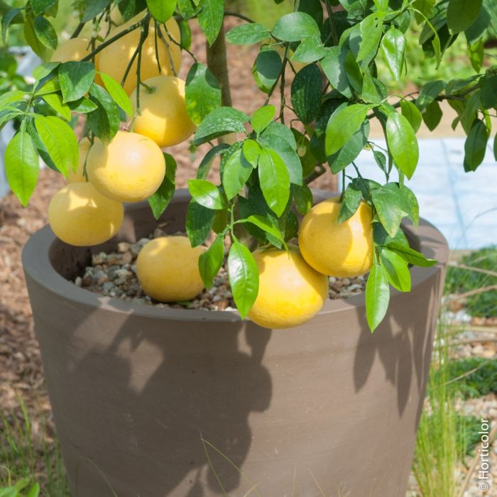 Pamplemousse Pomelo ou Citrus paradisi 