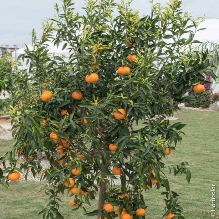 Mandarinier satsuma ou citrus deliciosa ou C. reticulata