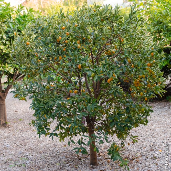Clémentinier ou Citrus clementina