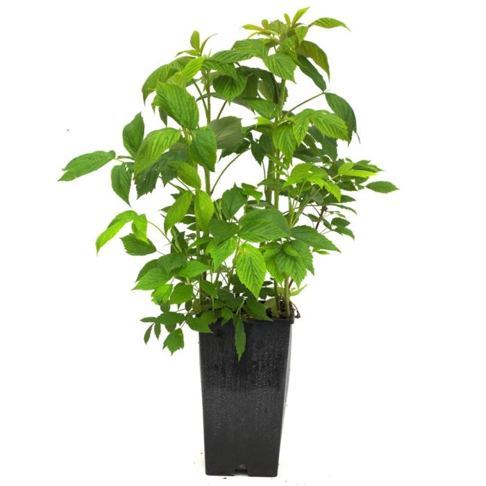 Framboisier Sumo 2 en pot de 3L