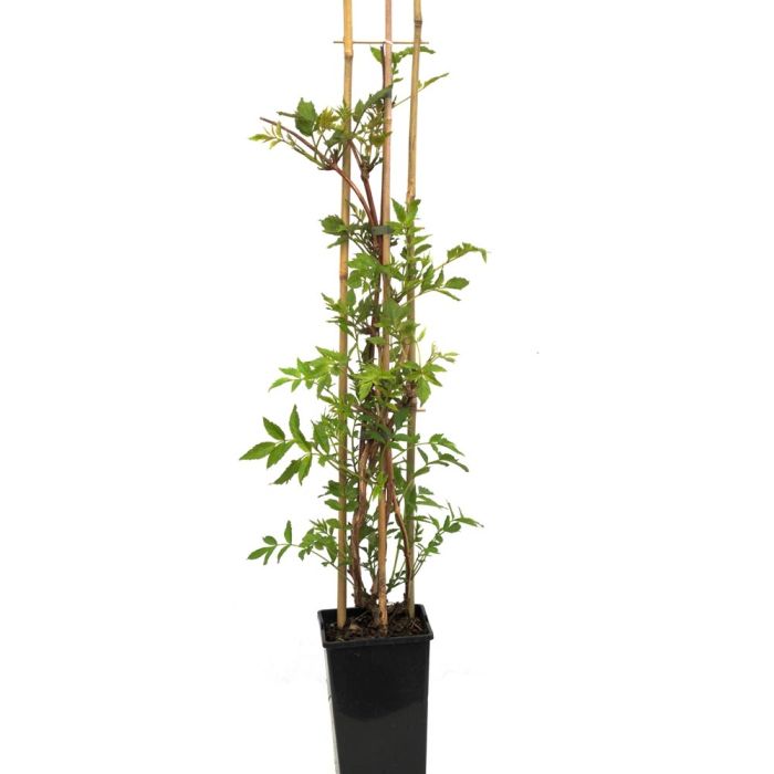 Campsis Madame Galen en pot de 3L