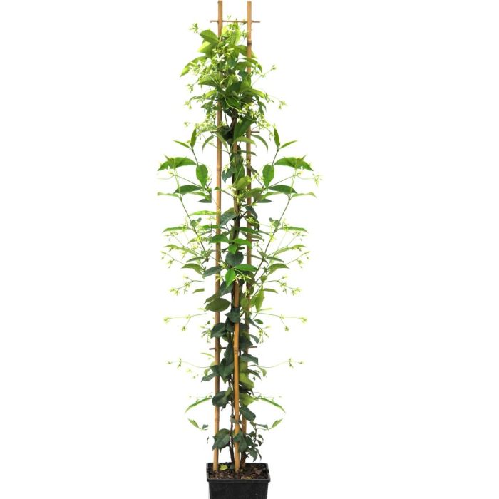 Jasmin Etoilé en pot de 3L
