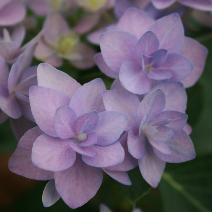Hortensia macrophylla YOU & ME ® Romance 'RIE 09' Bleu