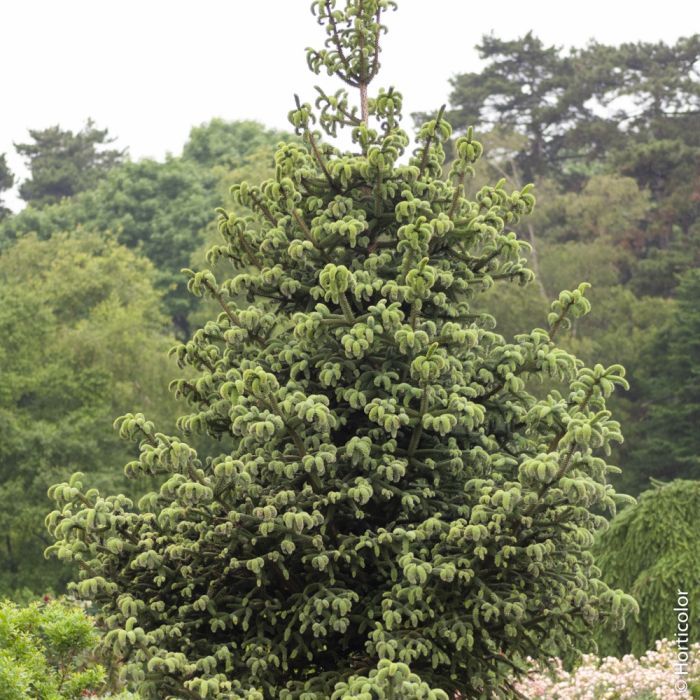 Sapin d’Espagne doré, sapin d’Andalousie doré ou Abies pinsapo ‘Aurea’ 