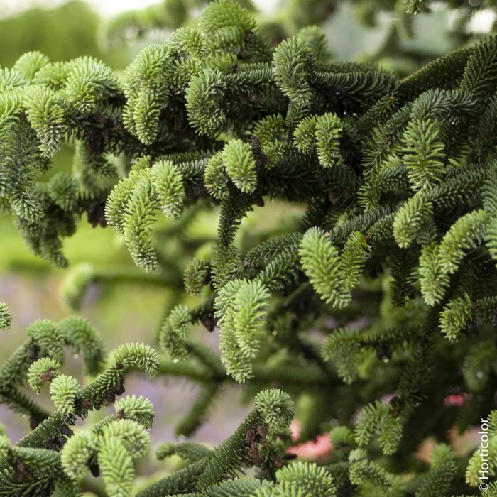 Sapin d’Espagne doré, sapin d’Andalousie doré ou Abies pinsapo ‘Aurea’ 