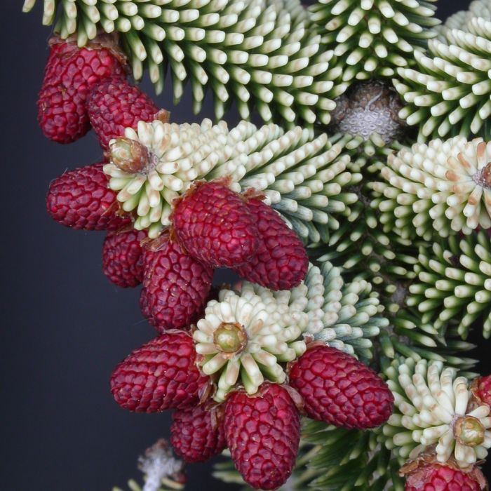 Sapin d’Espagne doré, sapin d’Andalousie doré ou Abies pinsapo ‘Aurea’