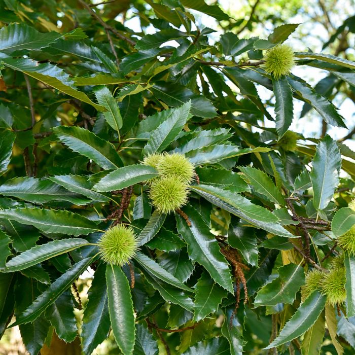 Châtaignier ou Castanea sativa ‘Bouche de Bétizac’