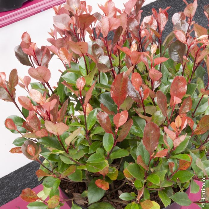 Photinia X fraseri ‘Little Red Robin’