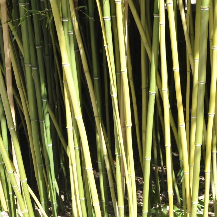 Bambou Phyllostachys humilis