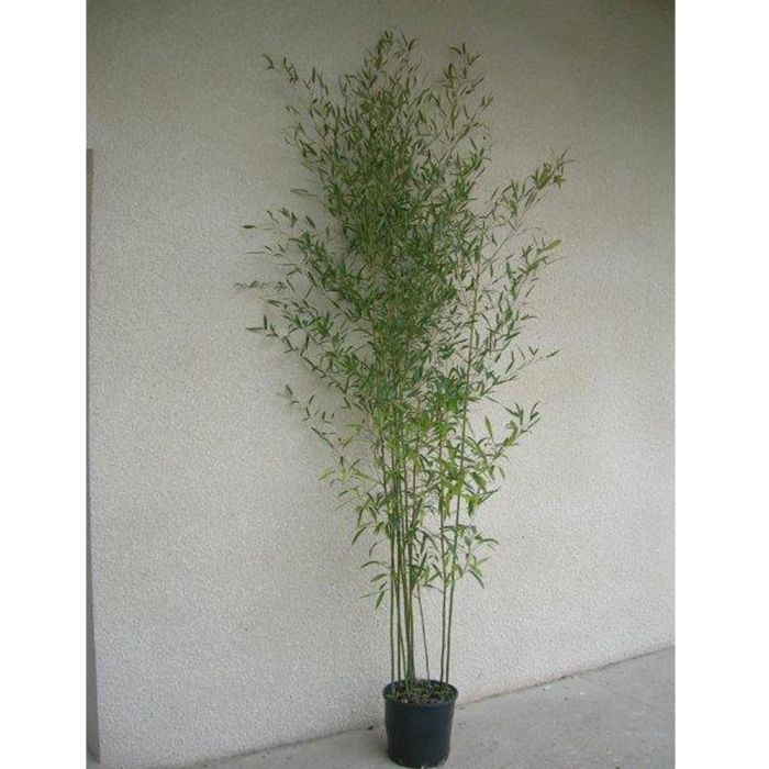 Bambou Phyllostachys humilis