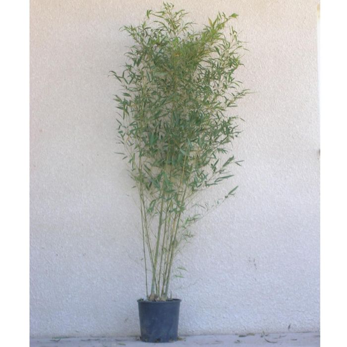 Bambou Phyllostachys aurea Flavescens Inversa