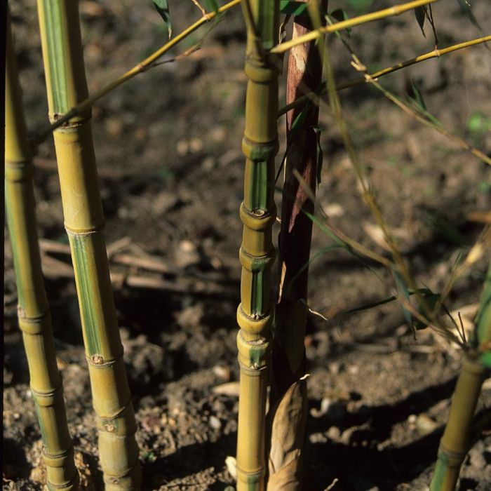 Bambou Phyllostachys aurea Koi