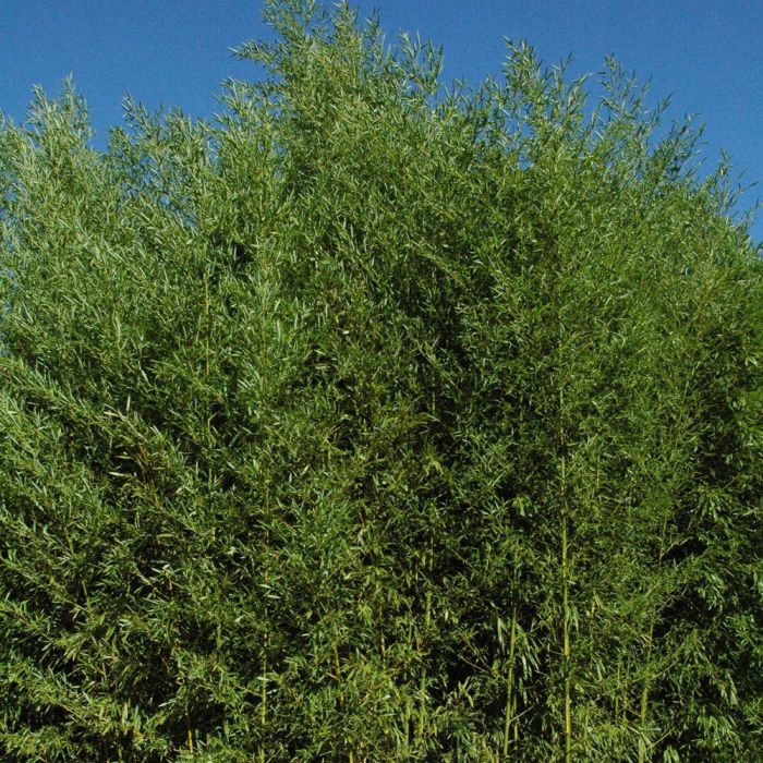 Bambou Phyllostachys arcana Luteosulcata