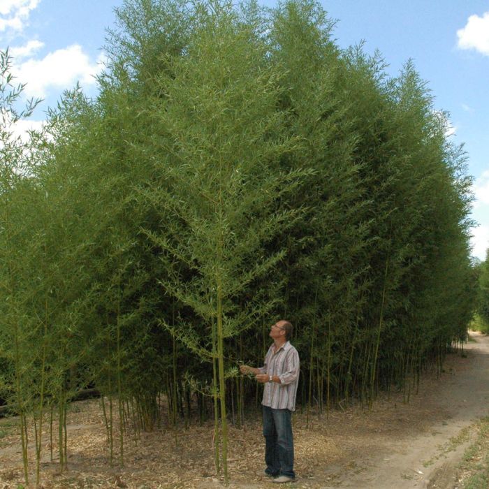 Bambou Phyllostachys arcana Luteosulcata