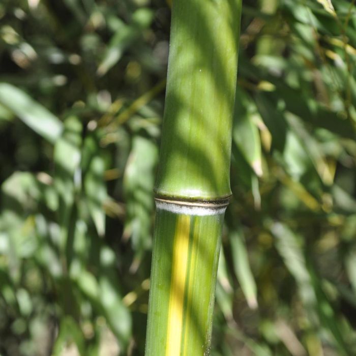 Bambou Phyllostachys arcana Luteosulcata
