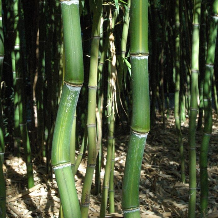 Bambou Phyllostachys arcana Luteosulcata