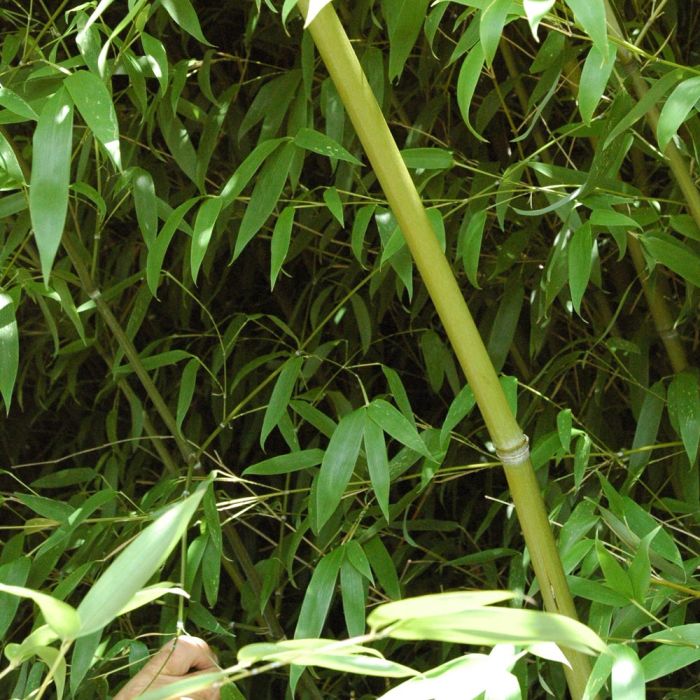 Bambou Phyllostachys Tip-top