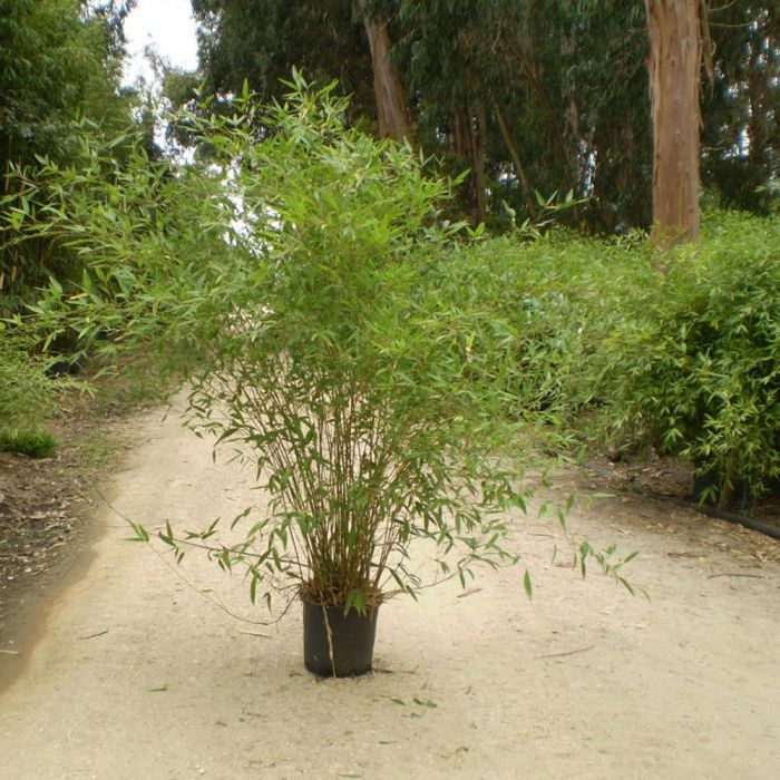 Bambou Phyllostachys Tip-top