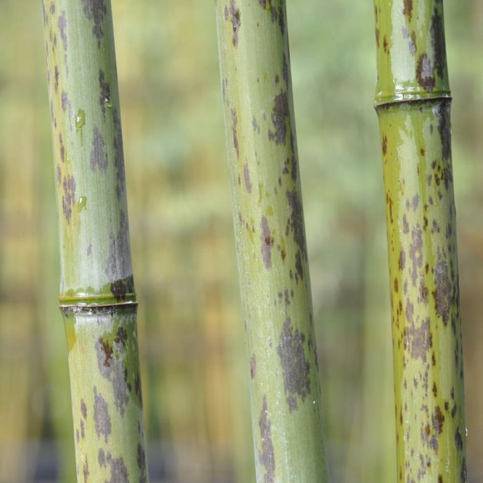 Bambou Phyllostachys nigra Boryana