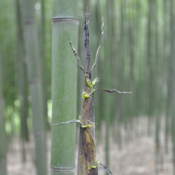 Bambou Phyllostachys viridiglaucescens