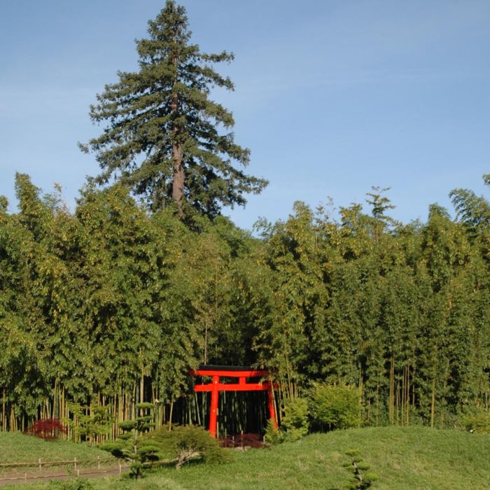 Bambou Phyllostachys viridiglaucescens