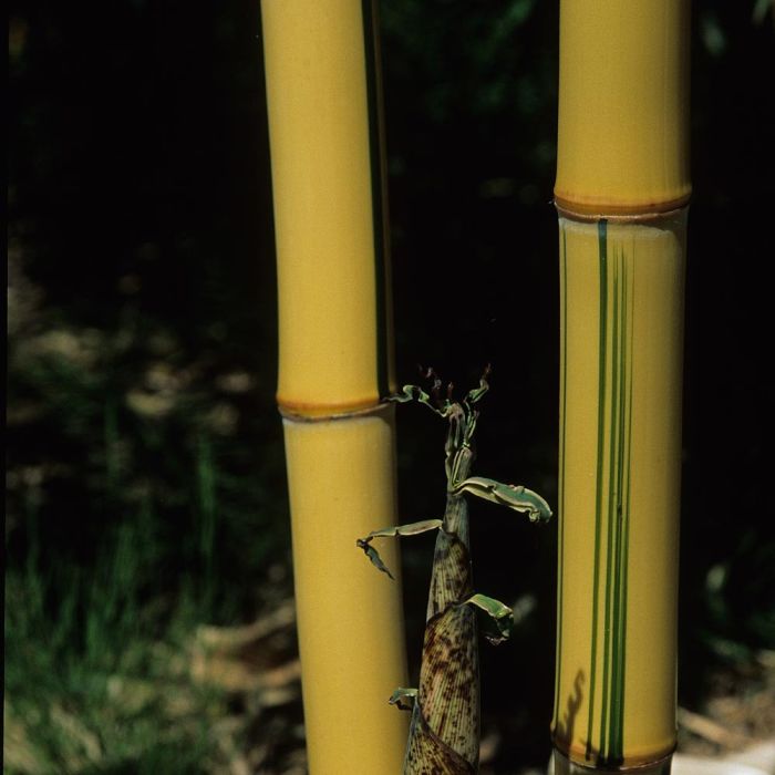 Bambou Phyllostachys vivax Aureocaulis