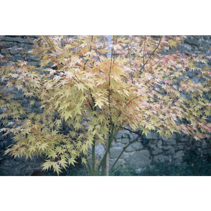 Erable du Japon Orange Dream