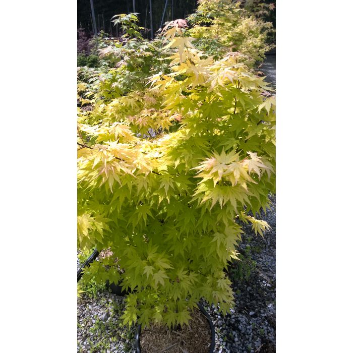 Erable du Japon Orange Dream