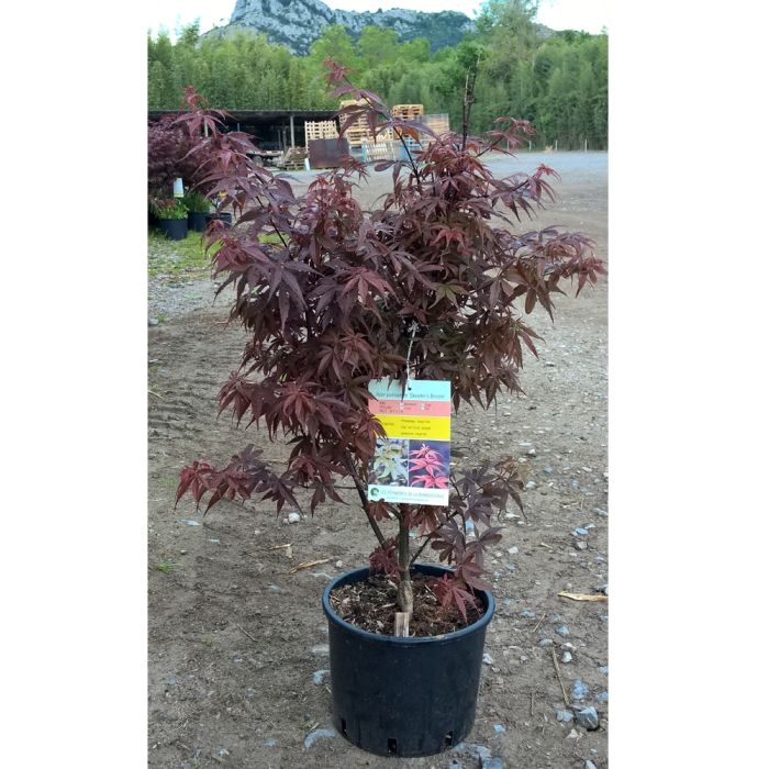 Erable du Japon Skeeters Broom