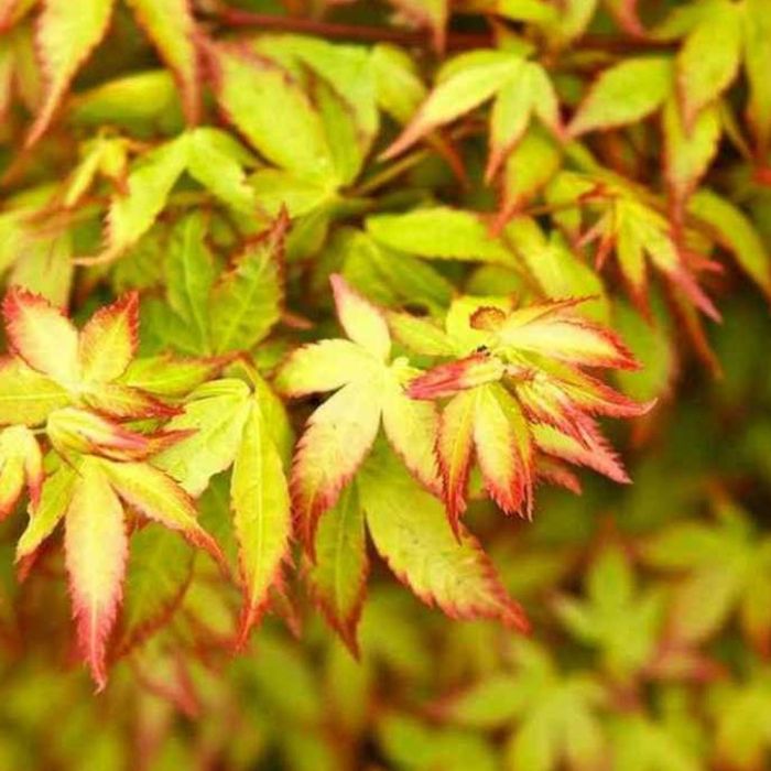 Erable du Japon ou Acer palmatum ‘Little Princess’