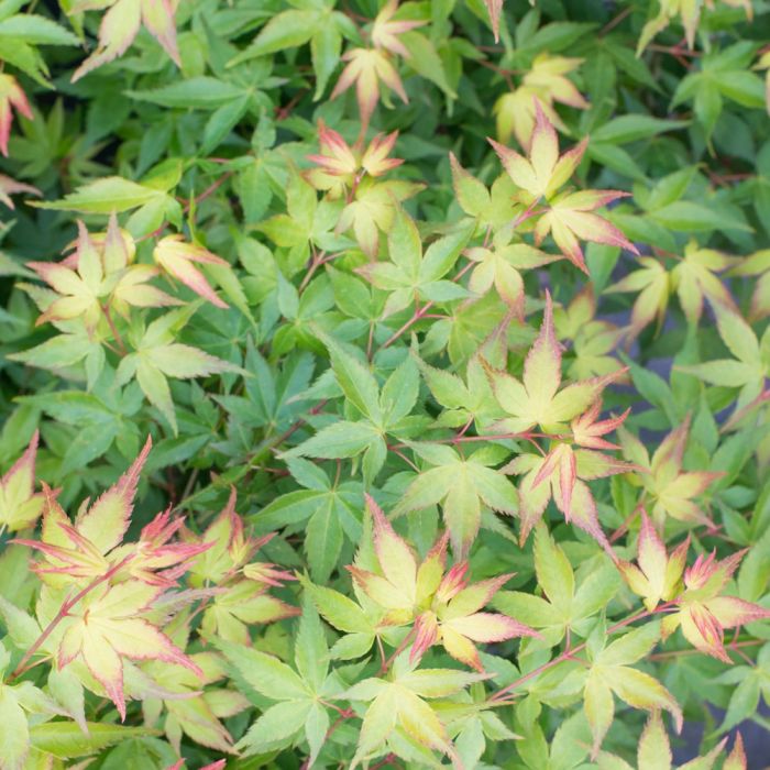 Erable du Japon ou Acer palmatum ‘Little Princess’ au printemps