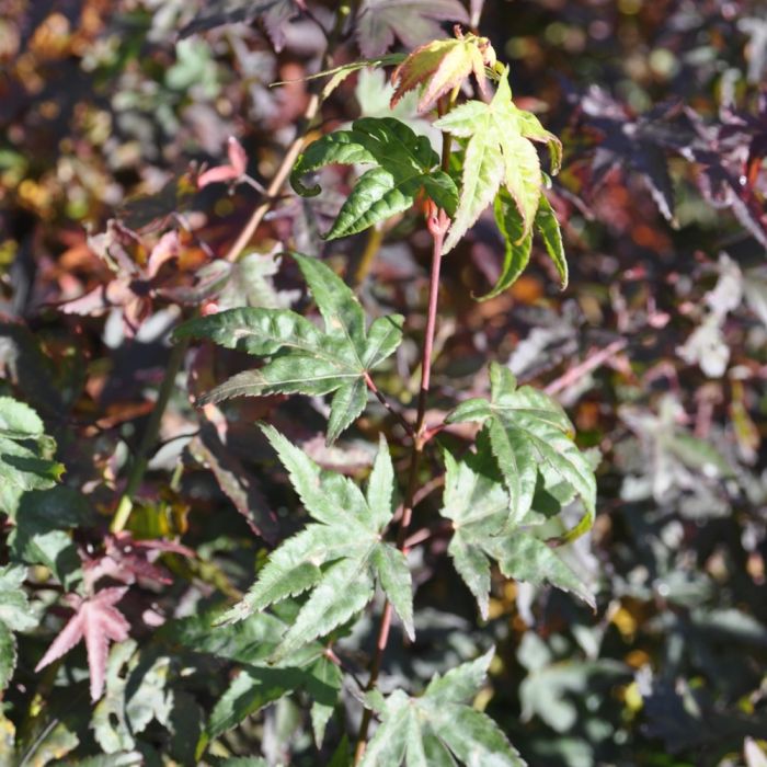 Erable du Japon ou Acer palmatum ‘Little Princess’