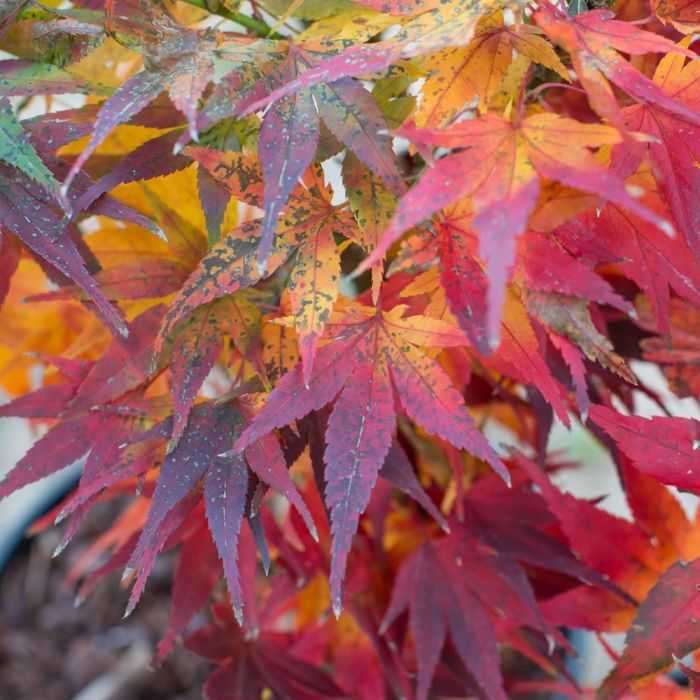 Erable du Japon ou Acer palmatum ‘Mikawa Yatsubusa’ en automne