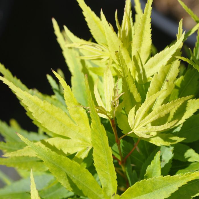 Erable du Japon ou Acer palmatum ‘Mikawa Yatsubusa’ au printemps