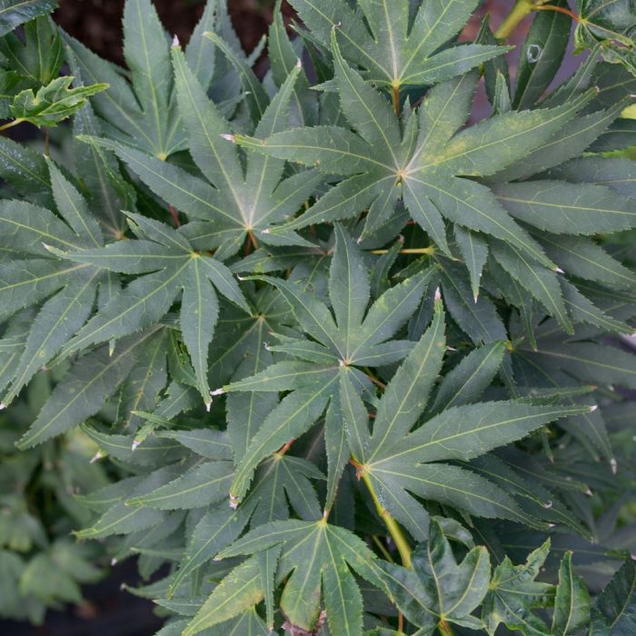 Erable du Japon ou Acer palmatum ‘Mikawa Yatsubusa’