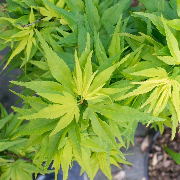 Erable du Japon ou Acer palmatum ‘Mikawa Yatsubusa’