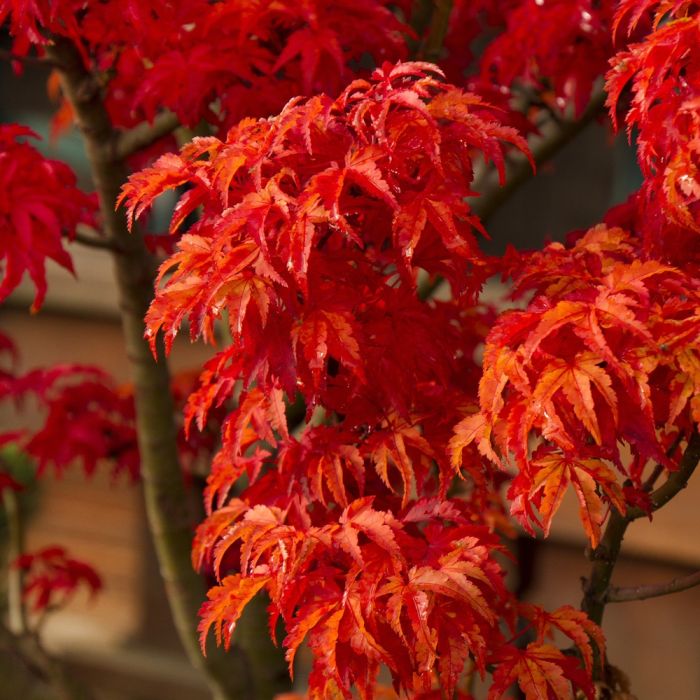 Erable du Japon ou Acer palmatum ‘Shishigashira’