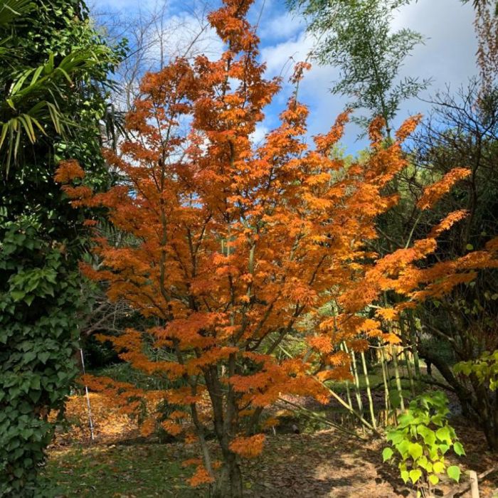 Erable du Japon ou Acer palmatum ‘Shishigashira’