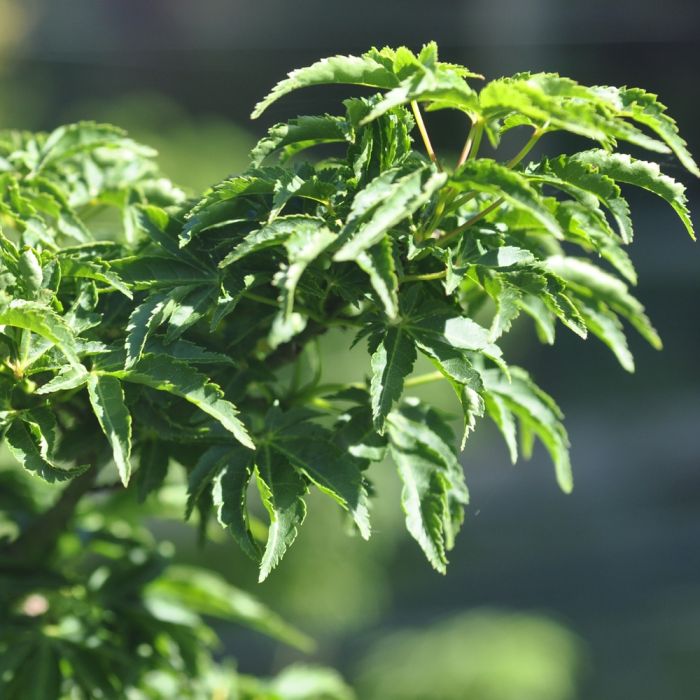 Erable du Japon ou Acer palmatum ‘Shishigashira’