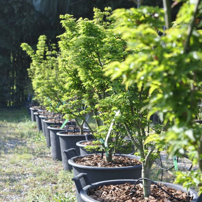 Erable du Japon ou Acer palmatum ‘Shishigashira’