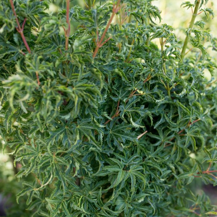 Erable du Japon ou Acer palmatum ‘Shishigashira’